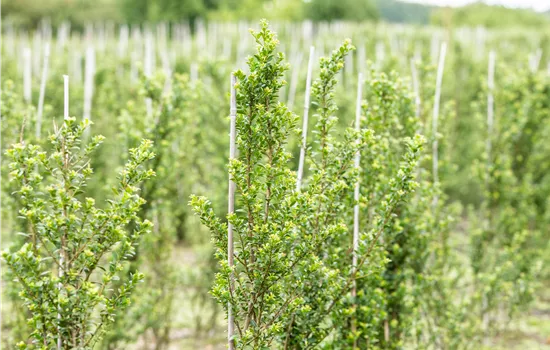 Ilex crenata 'Glorie Dwarf' 