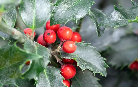 Ilex meserveae 'Blue Princess' 