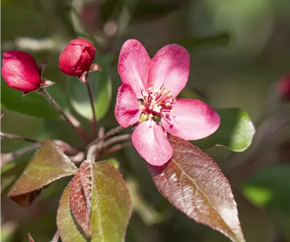 Malus 'Liset' 