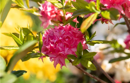 Rhododendron luteum 'Homebush' 