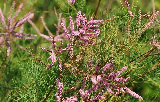Tamarix ramosissima 'Pink Cascade' 