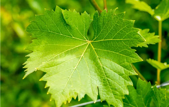 Vitis vinifera 'Nero' 