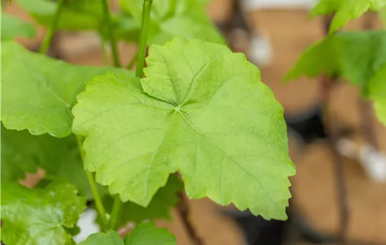 Vitis vinifera 'Romulus' 