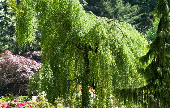 Betula pendula 'Youngii' 