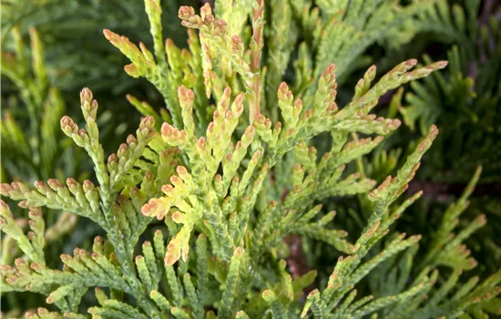 Thuja occidentalis 'Sunkist' 