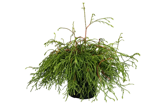 Thuja plicata 'Kagers Beauty' 