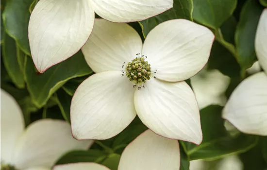 Cornus kousa var. chinensis 'Wieting's Select' 