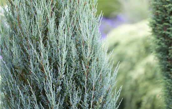 Juniperus scopulorum 'Blue Arrow' 