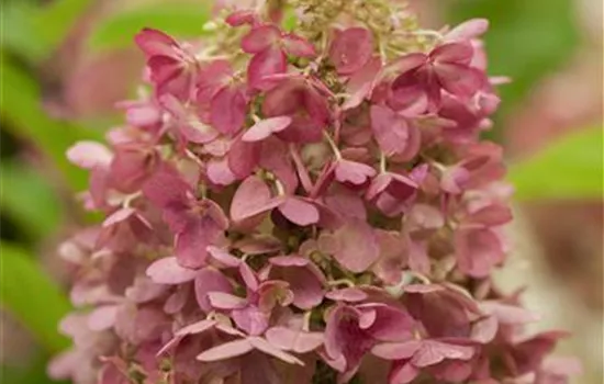 Hydrangea paniculata 'Candlelight' Hydrangea paniculata 'Candlelight'