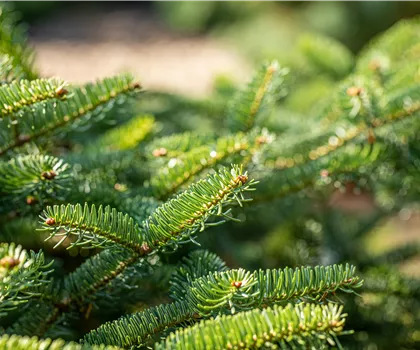 Abies cephalonica 'Meyer's Dwarf' 