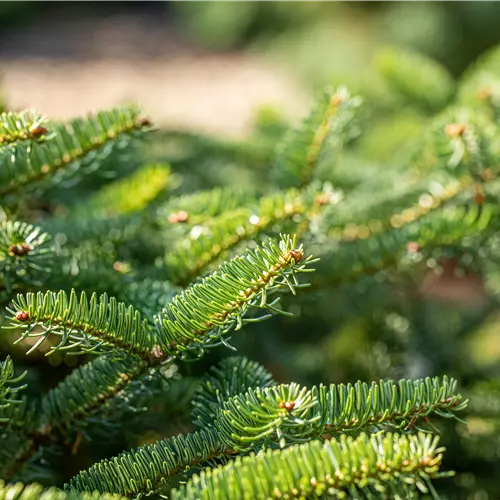 Abies cephalonica 'Meyer's Dwarf' 