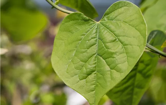 Cercis canadensis 'Lavender Twist'
