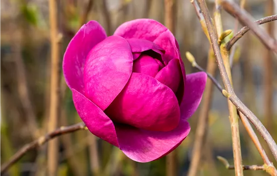 Magnolia 'Black Tulip'