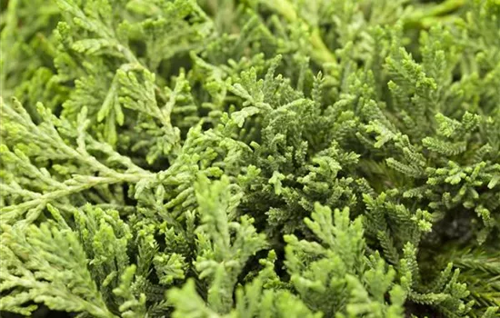 Juniperus horizontalis 'Glauca'  Juniperus horizontalis 'Glauca'