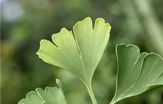 Ginkgo biloba 'Simon' 