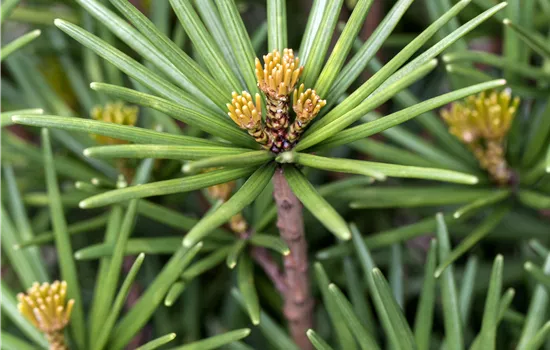 Sciadopitys verticillata 'Beauty Green' 