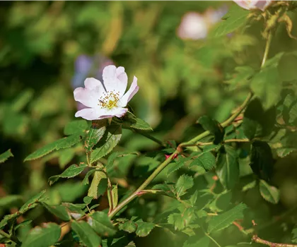 Rosa canina 