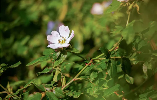 Rosa canina 