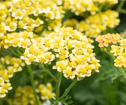 Achillea millefolium 'Milly Rock Yellow Terracotta' 