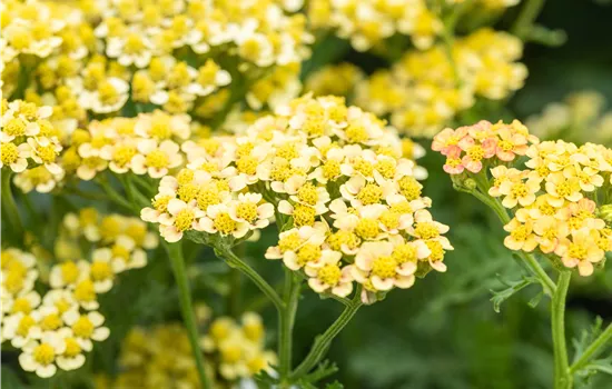 Achillea millefolium 'Milly Rock Yellow Terracotta' 
