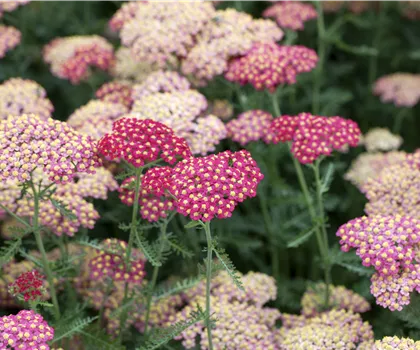 Achillea millefolium 'Paprika' 