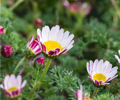 Anacyclus pyrethrum var. depressus 