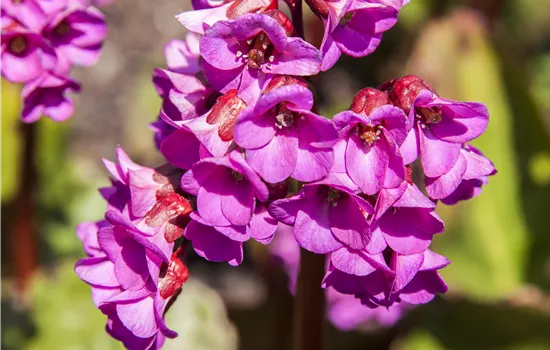 Bergenia cordifolia 'Rotblum' 