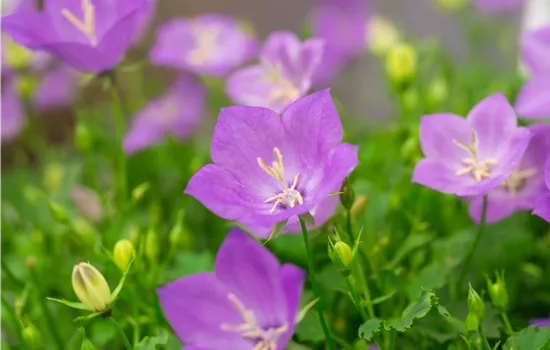 Campanula carpatica 'Pearl Deep Blue'