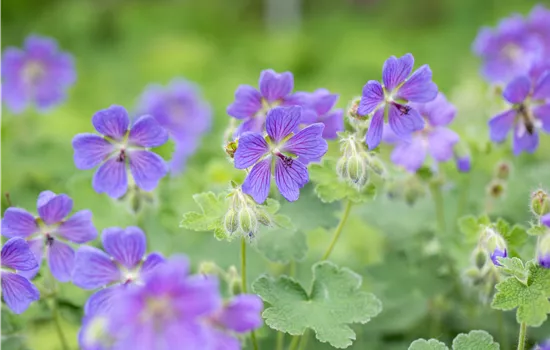 Geranium renardii 'Philippe Vapelle' 