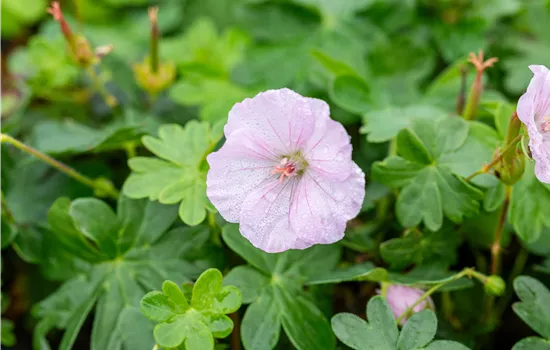 Geranium sanguineum 'Apfelblüte' 