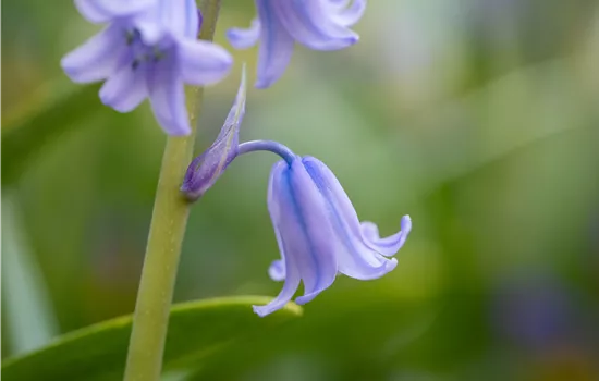Hyacinthoides hispanica 'Excelsior' 