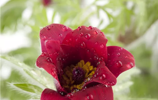 Pulsatilla vulgaris 'Rote Glocke' 