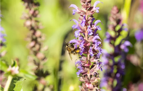 Salvia nemorosa 'Blue Bouquetta' 