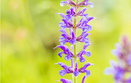 Salvia nemorosa 'Rügen' 