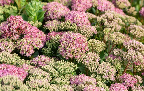 Sedum telephium 'Seduction Pink Passion' 
