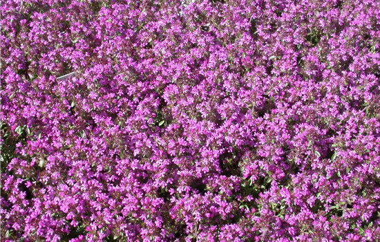 Thymus praecox 'Creeping Red' 
