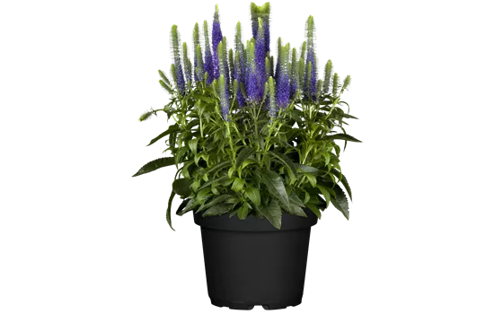 Veronica spicata 'Ulster Blue Dwarf' 