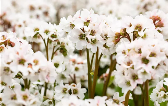 Bergenia cordifolia 'Schneekristall' 