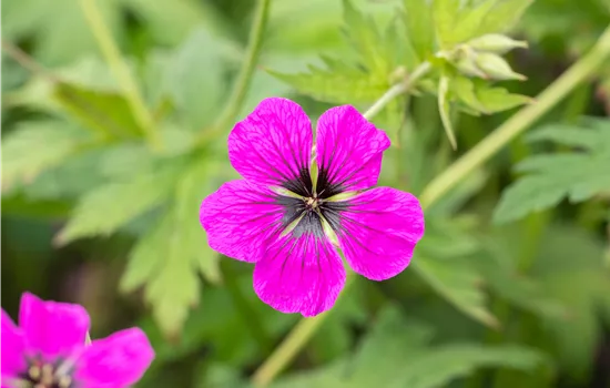 Geranium psilostemon 'Dragon Heart' 