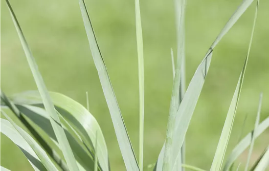 Panicum virgatum 'Prairie Sky' 