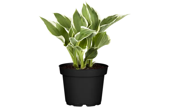 Hosta x fortunei 'Minuteman' 