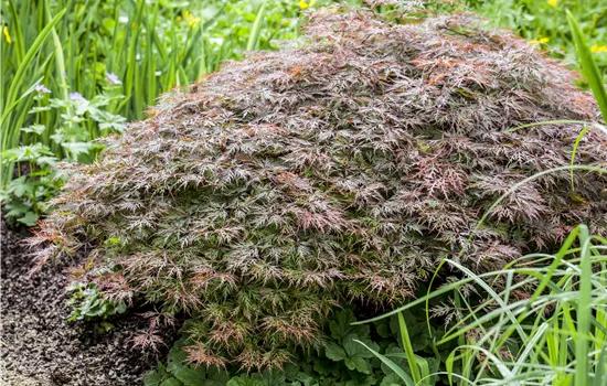 Acer palmatum 'Garnet' 