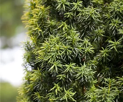 Taxus baccata  Taxus baccata