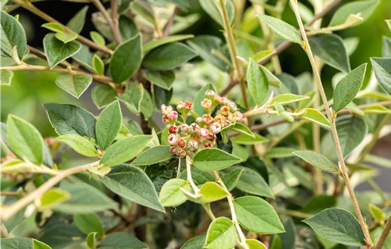 Cotoneaster franchetii 