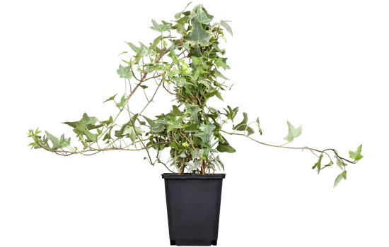 Hedera helix 