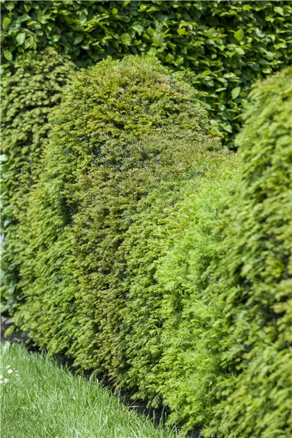 Taxus baccata