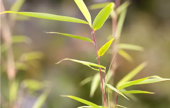 Fargesia robusta 'Campbell' 