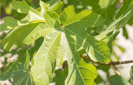 Ficus carica 'Osborn Prolific' 