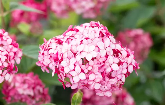 Hydrangea arborescens 'Ruby Annabelle' 