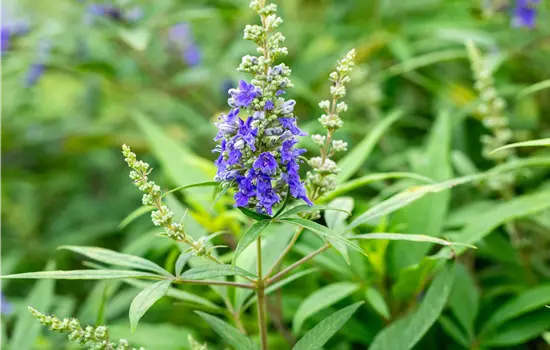 Vitex agnus-castus 'Blue Puffball' 